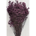 Preserved Limonium Purple 4.5oz.